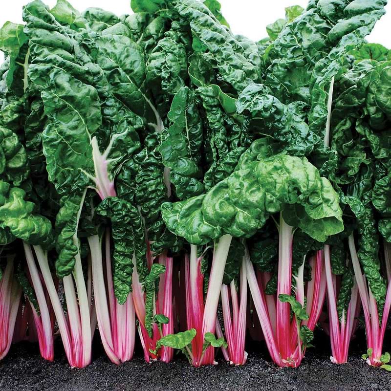 Pink Swiss Chard Seeds
