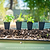 Italian Flat Leaf Parsely Seedlings | Vego Garden