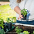 Crimson Sweet Watermelon Seedlings | Vego Garden