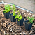 French Thyme Seedlings ｜ Vego Garden