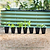Burpless Cucumber Seedlings