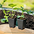 Jalapeño Tam Pepper Seedlings | Vego Garden
