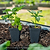 Super Chili Pepper Seedlings | Vego Garden
