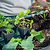 Italian Large Leaf Basil Seedlings | Vego Garden