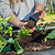 Cherokee Purple Tomato Seedlings | Vego Garden