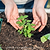 Greek Oregano Seedlings ｜ Vego Garden