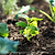 Italian Large Leaf Basil Seedlings | Vego Garden