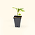 Black Beauty Eggplant Seedlings