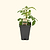 Cocoa Tomato Seedlings | Vego Garden