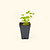 Italian Flat Leaf Parsely Seedlings | Vego Garden