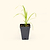 East Indian Lemongrass Seedlings I Vego Garden