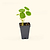 Jewel Mix Nasturtium Seedlings