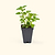 Greek Oregano Seedling