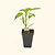 Super Chili Pepper Seedlings | Vego Garden