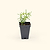 Arp Rosemary Seedlings