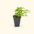 Spearmint Seedlings | Vego Garden