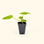 Enducrance Zucchini Squash Seedlings | Vego Garden