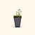 French Thyme Seedlings ｜ Vego Garden
