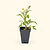 Sungold Tomato Seedlings | Vego Garden