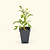 Brandywine Pink Tomato Seedlings | Vego Garden