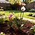 Single Stem Plant Support Loop - 3 Pack | Vego Garden