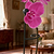 Single Stem Plant Support Loop - 3 Pack | Vego Garden