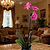 Single Stem Plant Support Loop - 3 Pack | Vego Garden