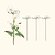 Single Stem Plant Support Spiral  - 3 Pack | Vego Garden
