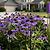 Single Stem Plant Support Spiral  - 3 Pack | Vego Garden