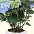 Single Stem Plant Support Spiral  - 3 Pack | Vego Garden