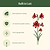 Vego Garden Plant Supports