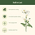 Vego Garden Plant Supports