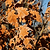 Skinny Genes® Columnar Oak Tree