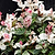 Snow-N-Summer™ Asiatic Jasmine