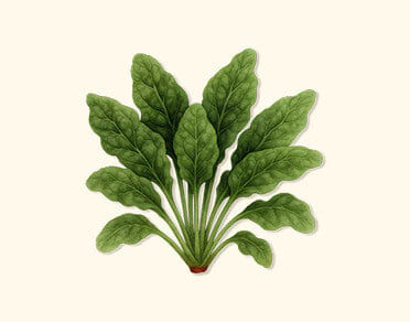Spinach Seeds