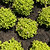 Pineapple Poprocks® Spiraea
