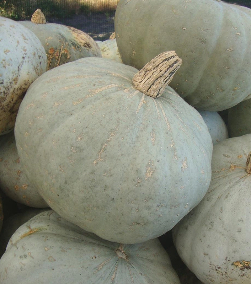 Sweet Meat Squash Seeds