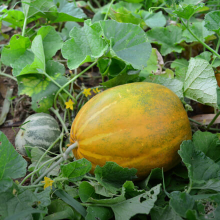 Squash