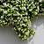 Star Jasmine