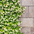 Star Jasmine