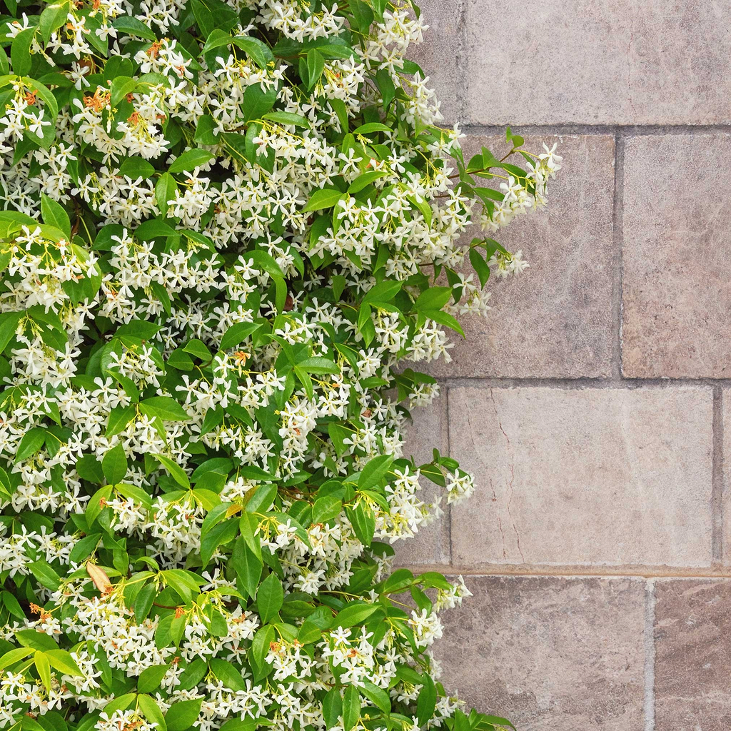 jasmine☆ Star_Jasmine_Wall_b7d163e6-