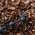 Close-up of a small sprinkler system on mulch