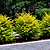 Sunshine Ligustrum