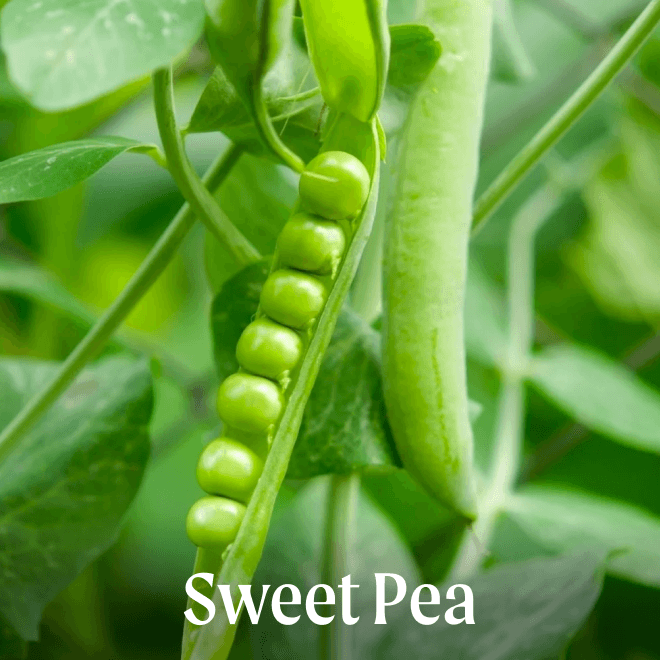 Sweet Pea