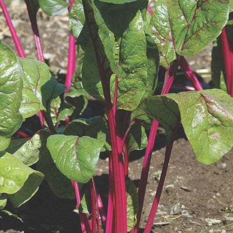 Magenta Sunset Swiss Chard Seeds