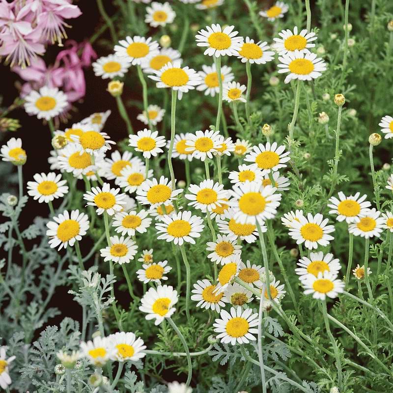 German Chamomile Seeds