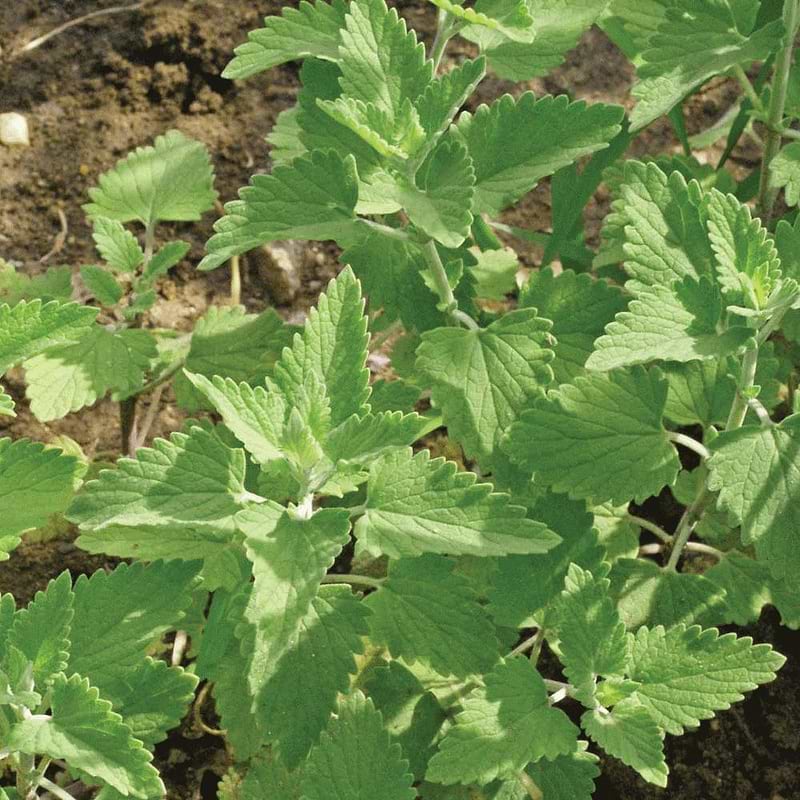 Catnip Seeds