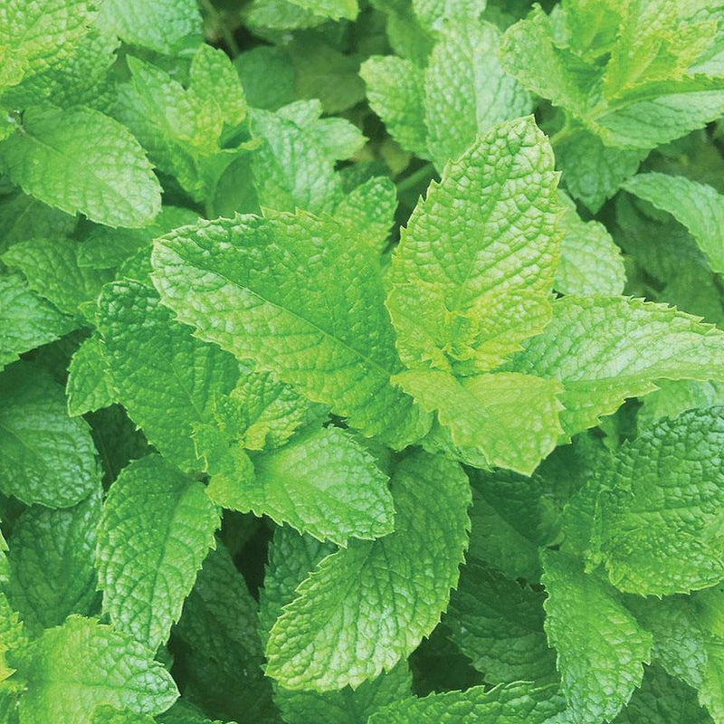 Spearmint Seeds