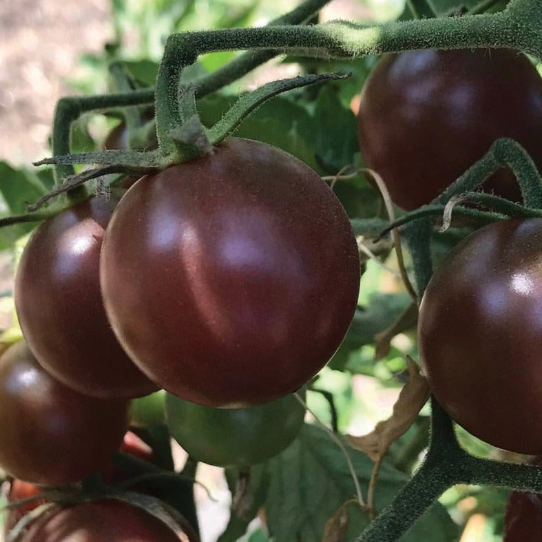 Black Cherry Tomato Seeds