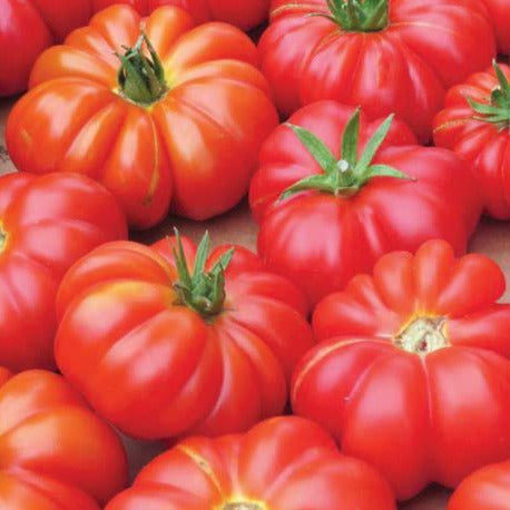 Mortgage Lifter Tomato Seeds